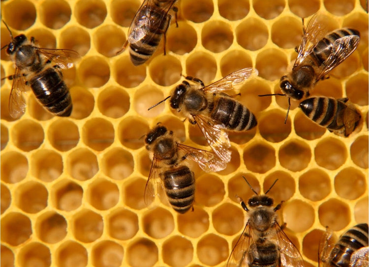 honey bees on honeycomb