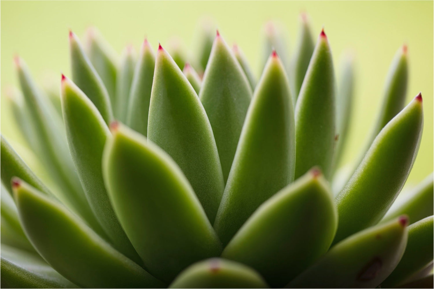Aloe Vera Plant