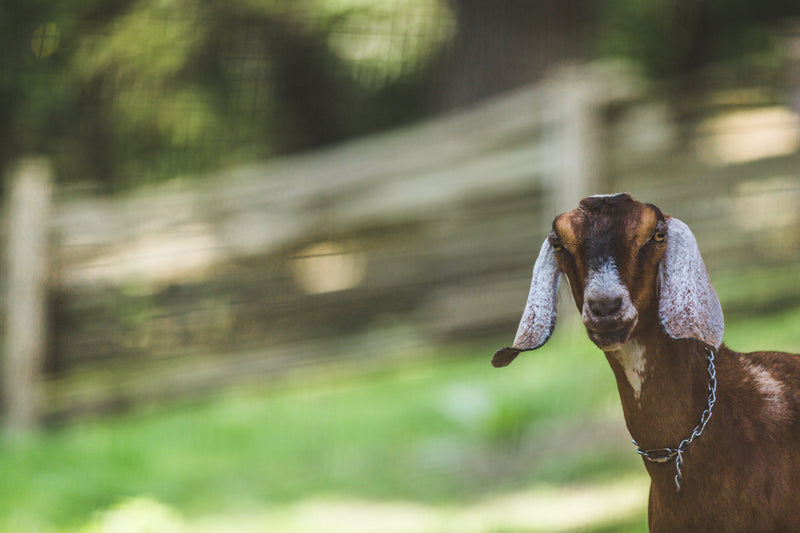 Goat Milk Soaps